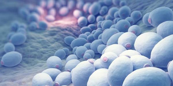 second- generation probiotic